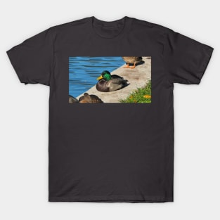 Male Mallard Duck Resting By The Pond T-Shirt